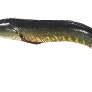 Koramenu Pickle (Specilal)